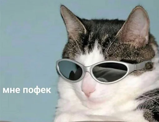 кошки малого и среднего размера усы млекопитающее