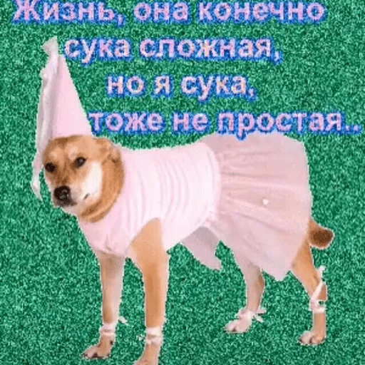 порода собак домашнее животное одежда для собак