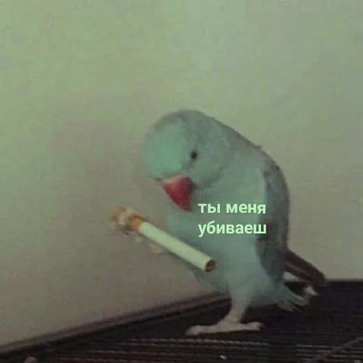 попугай птица животное