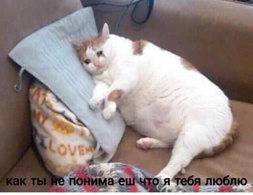 кошка животное кошки малого и среднего размера