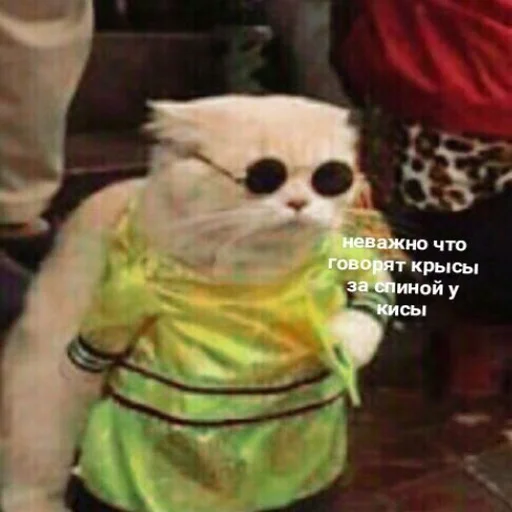 СМС млекопитающее животное