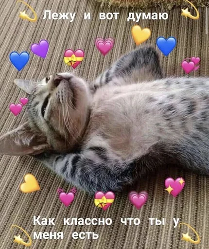 мемы с котами - 