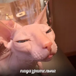 Sticker мемы с котами - 5