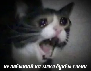 Sticker мемы с котами - 7