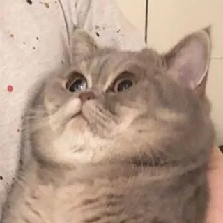 Sticker мемы с котами - 0