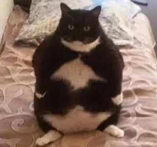 Sticker мемы с котами - 3