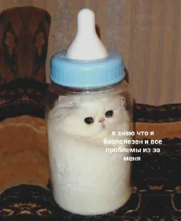 Sticker мемы с котами - 9