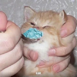 Sticker мемы с котами - 4