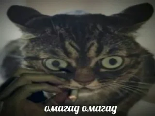 Sticker мемы с котами - 10