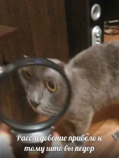 Sticker мемы с котами - 6