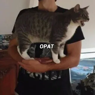 Sticker мемы с котами - 1