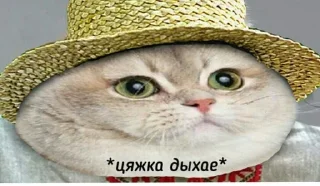 Sticker мемы с котами - 8