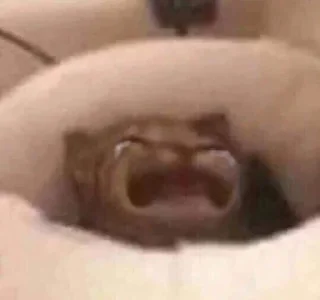 Sticker мемы с котами - 2