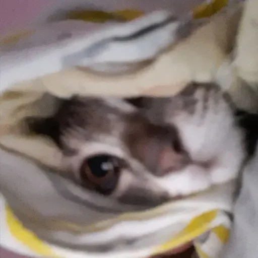 Стикер menaicore - 1