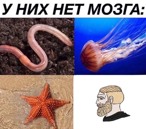 животное беспозвоночный морские беспозвоночные