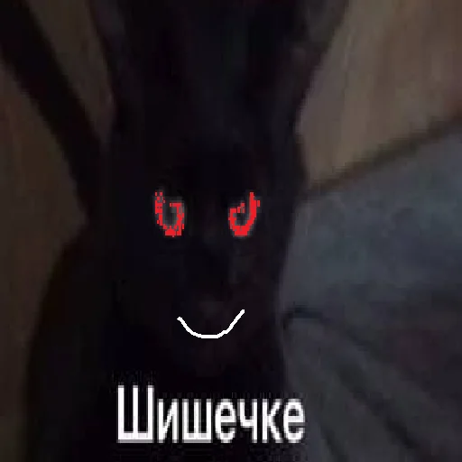 СМС кошка кролик