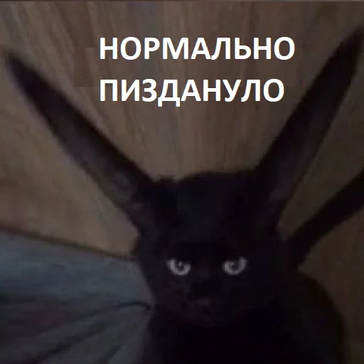 СМС млекопитающее животное