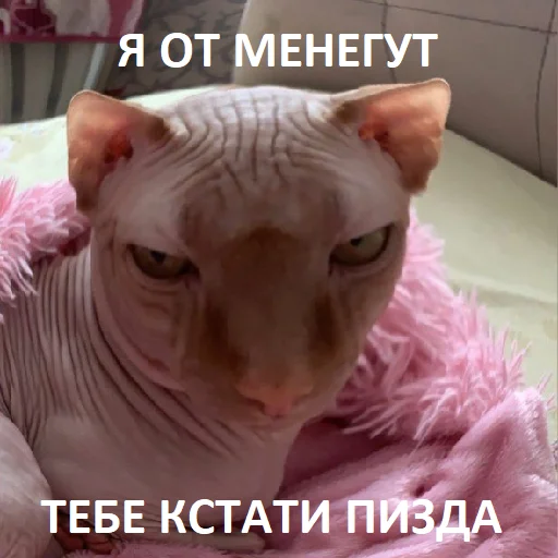 млекопитающее животное кошачьи