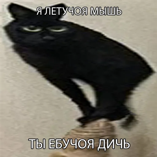 млекопитающее СМС животное