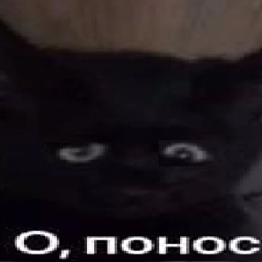 СМС животное млекопитающее