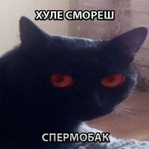 животное кошки малого и среднего размера млекопитающее