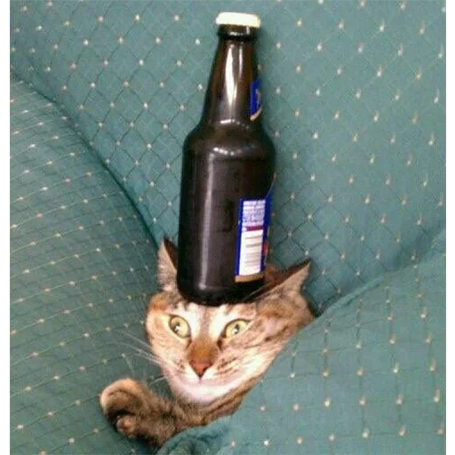 animal small to medium-sized cats felidae