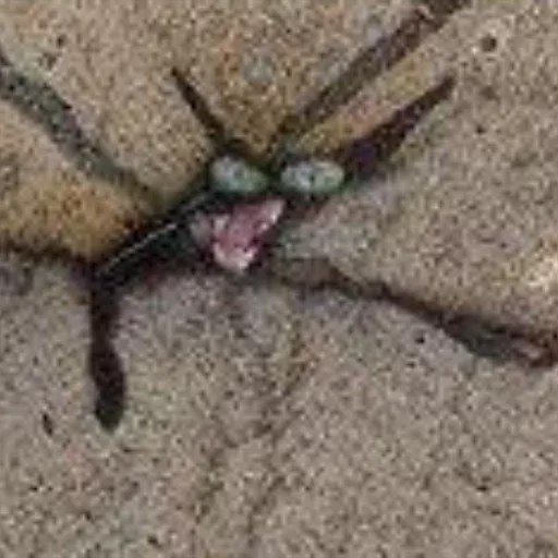 животное беспозвоночный насекомое