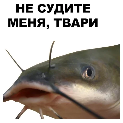 рыба животное плавник