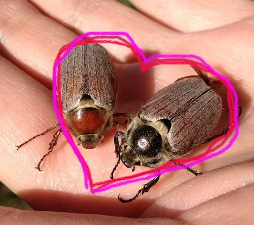 насекомое животное беспозвоночный