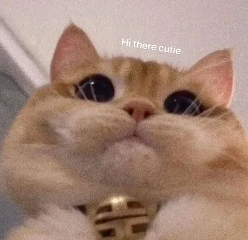 mᧉ𖦹ng stαrtᧉr pαck！ - small to medium-sized cats