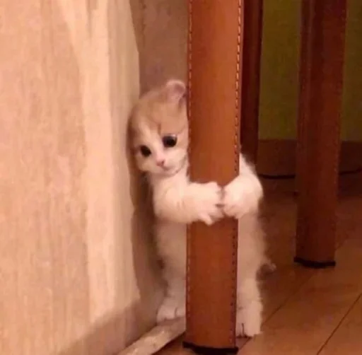 mammal animal domestic cat