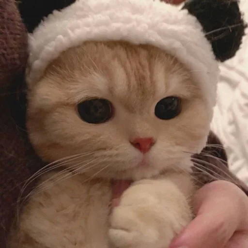 cat fur small to medium-sized cats