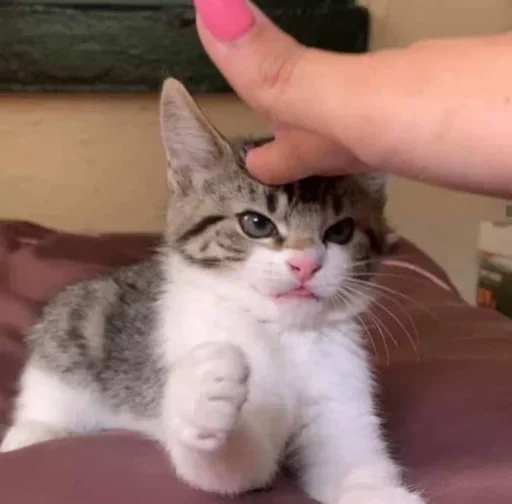 cat small to medium-sized cats domestic cat