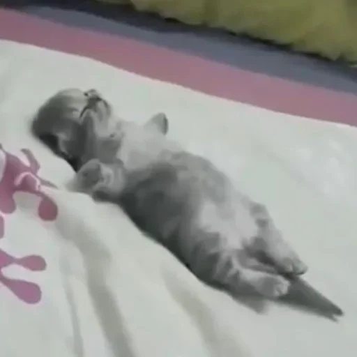 mammal cat laying