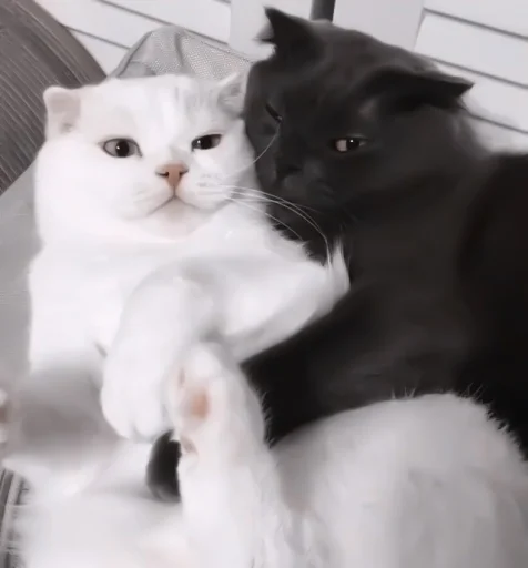 Стикер ♡︎; 𝘭𝘶𝘷 𝘶!! @helpjennrose - 9