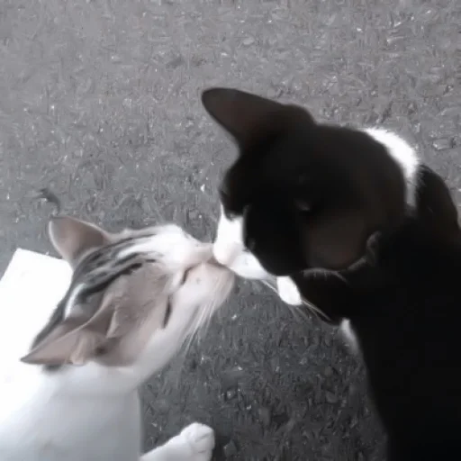 Стикер ♡︎; 𝘭𝘶𝘷 𝘶!! @helpjennrose - 4