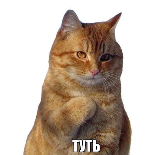 животное млекопитающее домашняя кошка