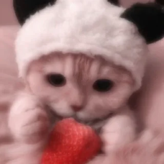 Sticker 𝐌𝐞𝐨𝐰 𝐤𝐢𝐭𝐭𝐲’𝐬 - 0