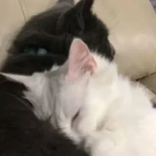 Sticker 𝐌𝐞𝐨𝐰 𝐤𝐢𝐭𝐭𝐲’𝐬 - 5