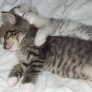 Sticker 𝐌𝐞𝐨𝐰 𝐤𝐢𝐭𝐭𝐲’𝐬 - 3