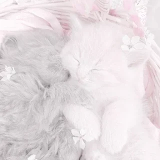 Sticker 𝐌𝐞𝐨𝐰 𝐤𝐢𝐭𝐭𝐲’𝐬 - 2