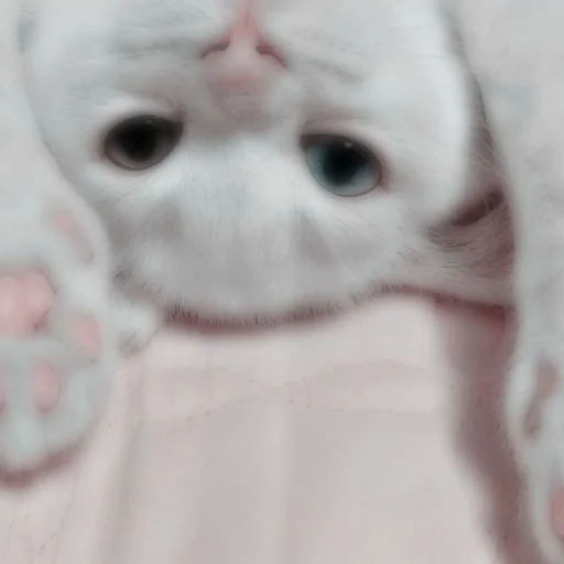 𝐌𝐞𝐨𝐰 𝐤𝐢𝐭𝐭𝐲’𝐬 - 