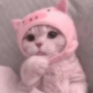 Sticker 𝐌𝐞𝐨𝐰 𝐤𝐢𝐭𝐭𝐲’𝐬 - 1