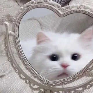 Sticker 𝐌𝐞𝐨𝐰 𝐤𝐢𝐭𝐭𝐲’𝐬 - 6