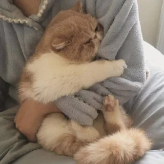 Sticker 𝐌𝐞𝐨𝐰 𝐤𝐢𝐭𝐭𝐲’𝐬 - 7