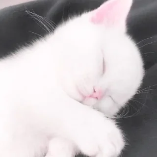 Sticker 𝐌𝐞𝐨𝐰 𝐤𝐢𝐭𝐭𝐲’𝐬 - 8