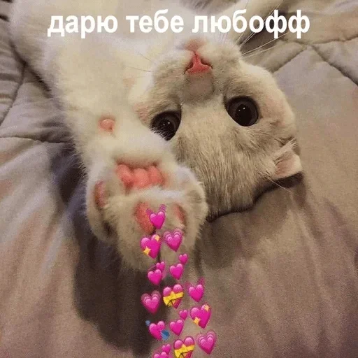 animal mammal indoor