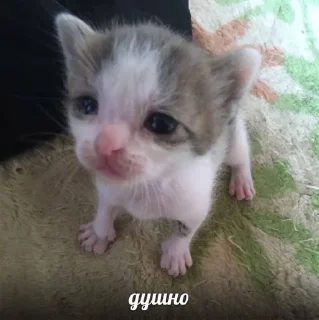 Стикер meow - 9