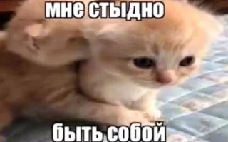 Стикер meow - 6