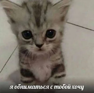 Стикер meow - 3
